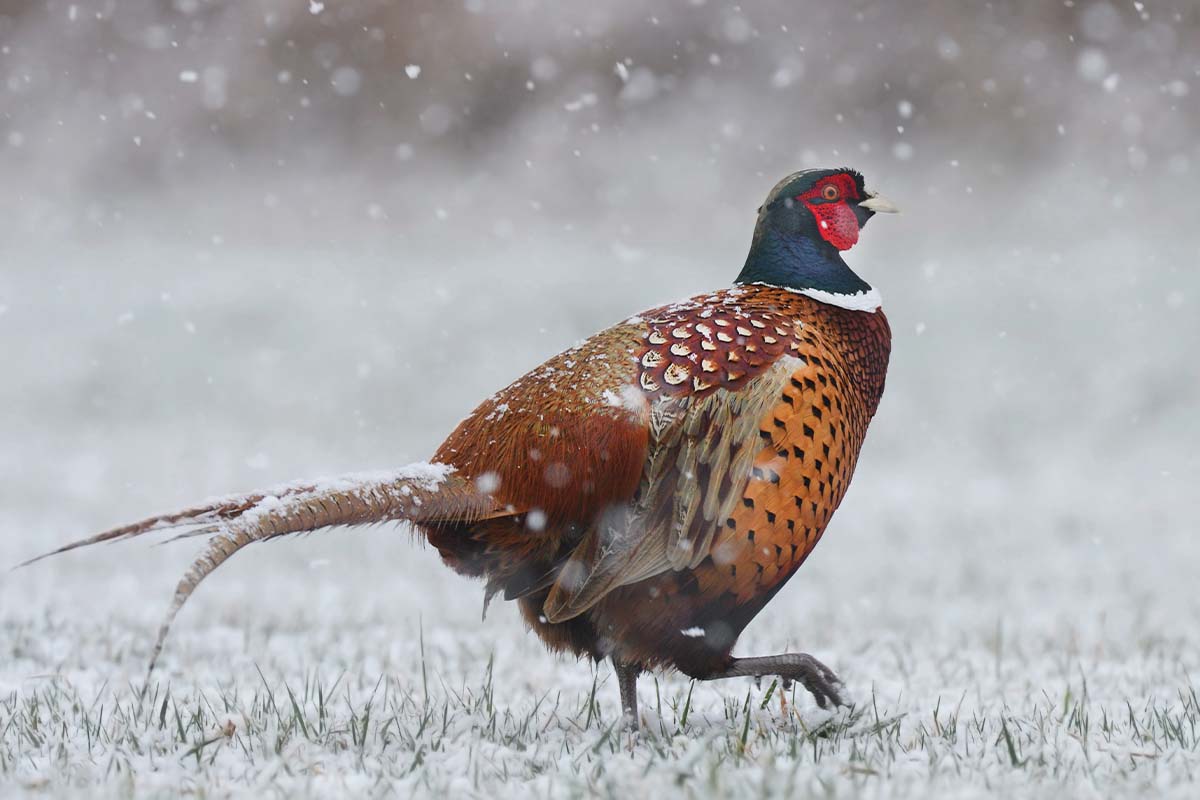 Snow Birds: Why Wintry Days Might Be Pheasant Country's Best Shot