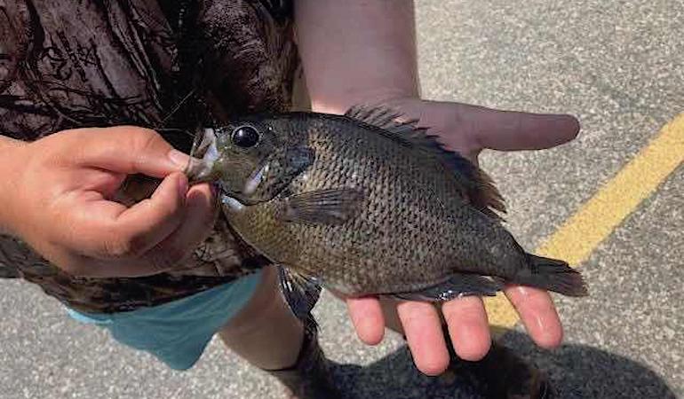 Huge Tiny Panfish Breaks State Record