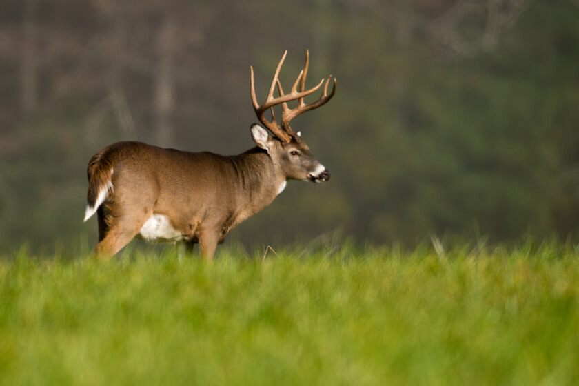 Summer Plotting for Fall Deer-Hunting Success