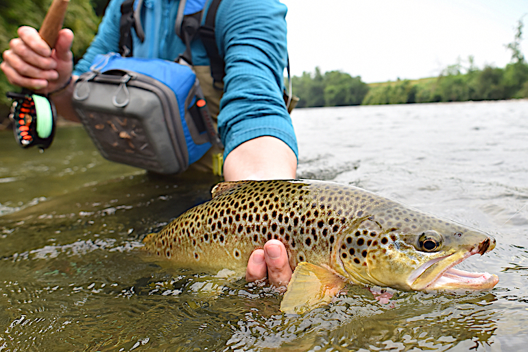 Hit the Tailwater Buffet for Eastern Trout