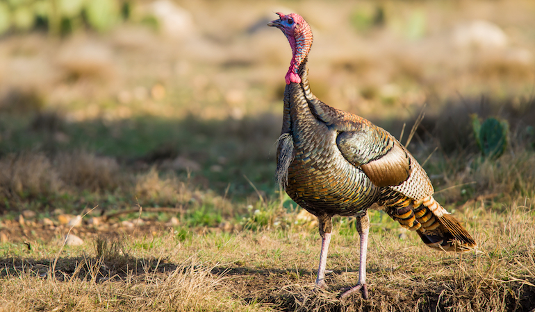 Texas Turkey Hunting Outlook 2019
