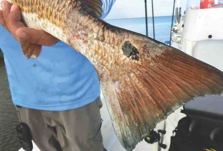 Top Tactics for Catching Tidal Redfish
