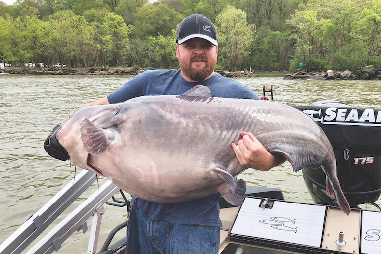A Time for Giant Catfish