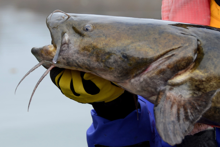 The South's Best Waters for Trophy Catfish