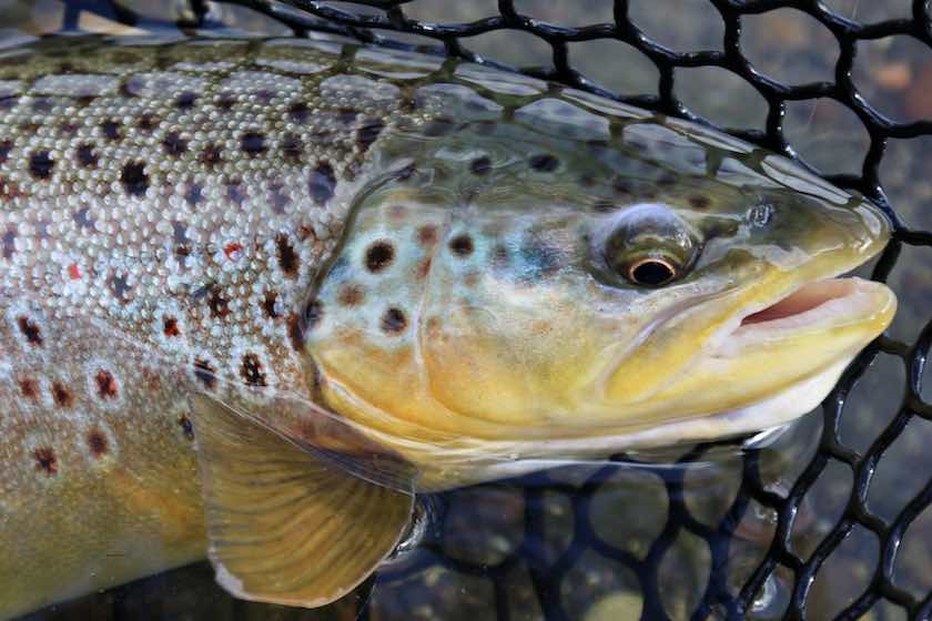 Back to the Basics for Early Season Trout