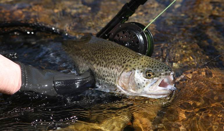 Offbeat Ploys for Tough Tailwater Trout