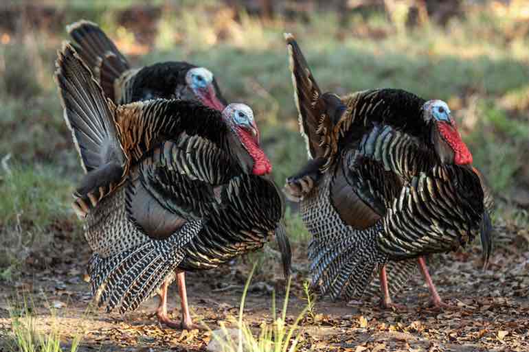 Dawn-to-Dusk Tactics for Every Phase of Turkey Season