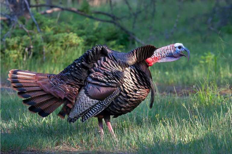 How to Read a Turkey's Body Language - Game & Fish