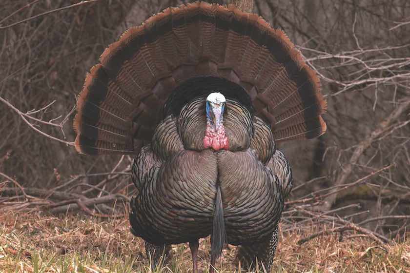 Join the Spring Turkey Hunting Fan Club