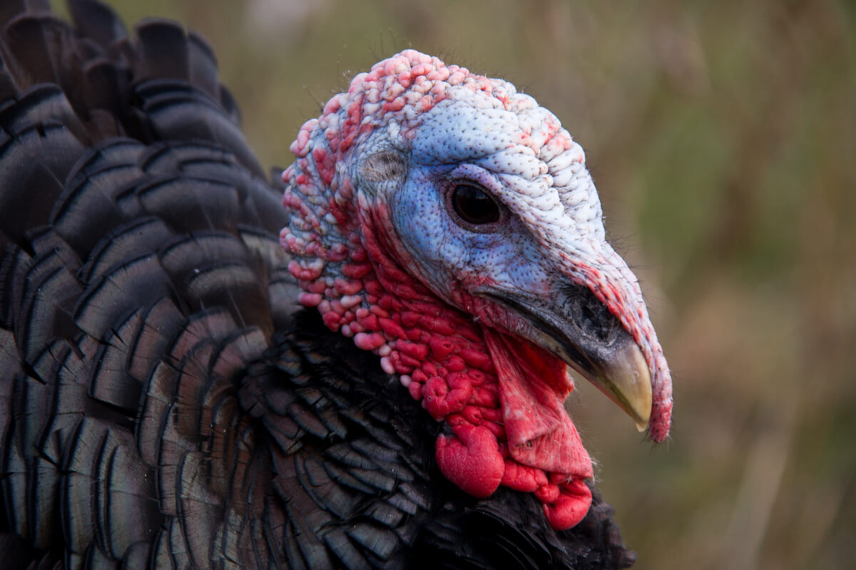 2018 Pennsylvania Turkey Hunting Outlook