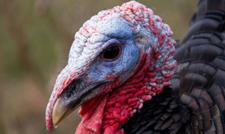 Quick Tips: Max Your Turkey Success with Blinds