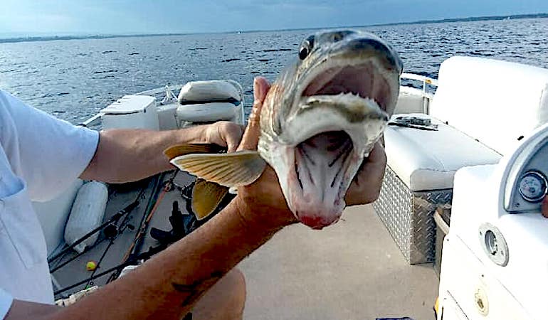 Fish with ‘Two Mouths' Goes Viral