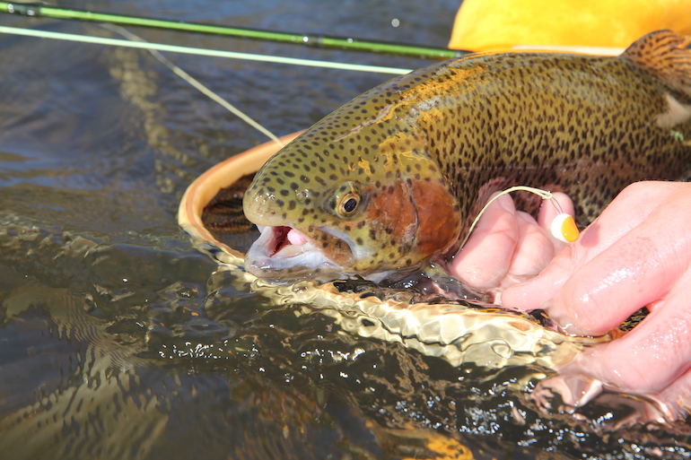 Go ‘Big & Ugly' for Trout