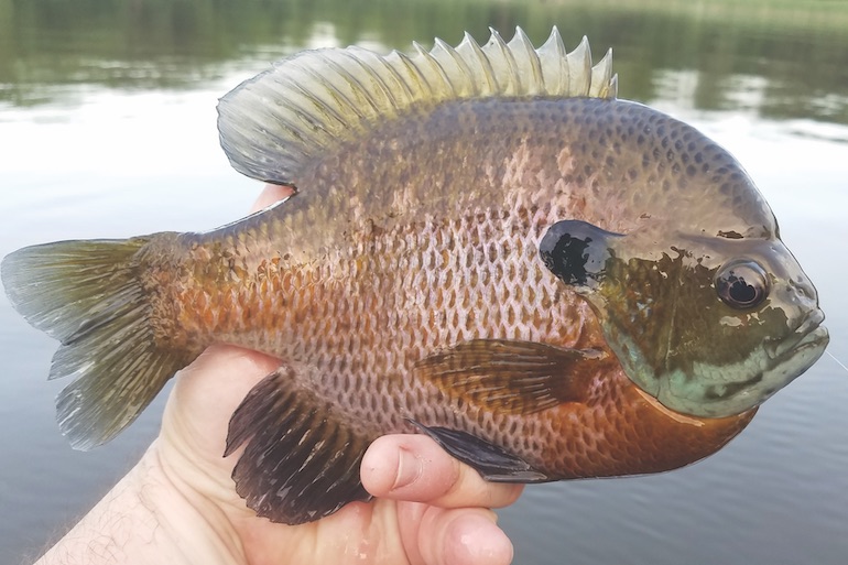 No Need to Weight for Summer Bluegills