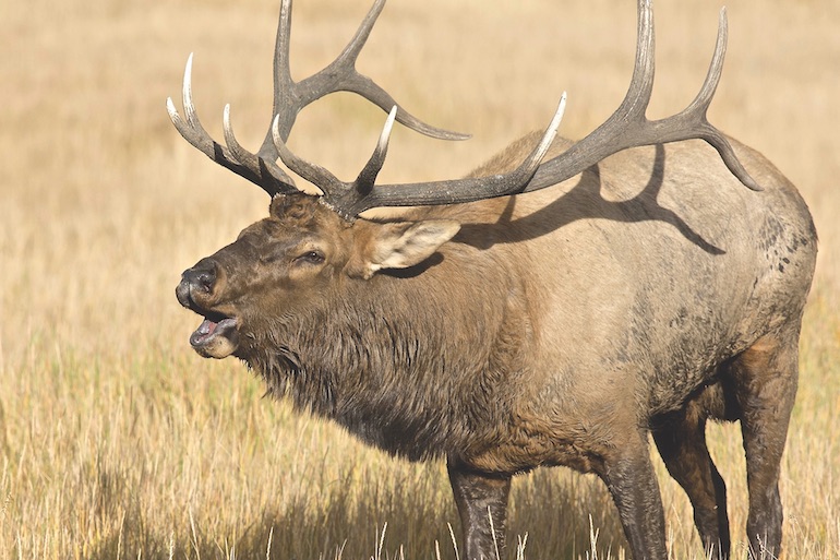 West Elk
