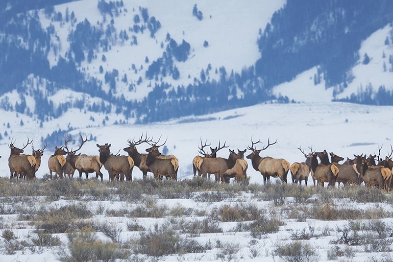 West Elk