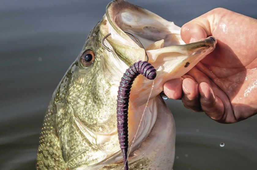 How to keep scent off your salmon lures 