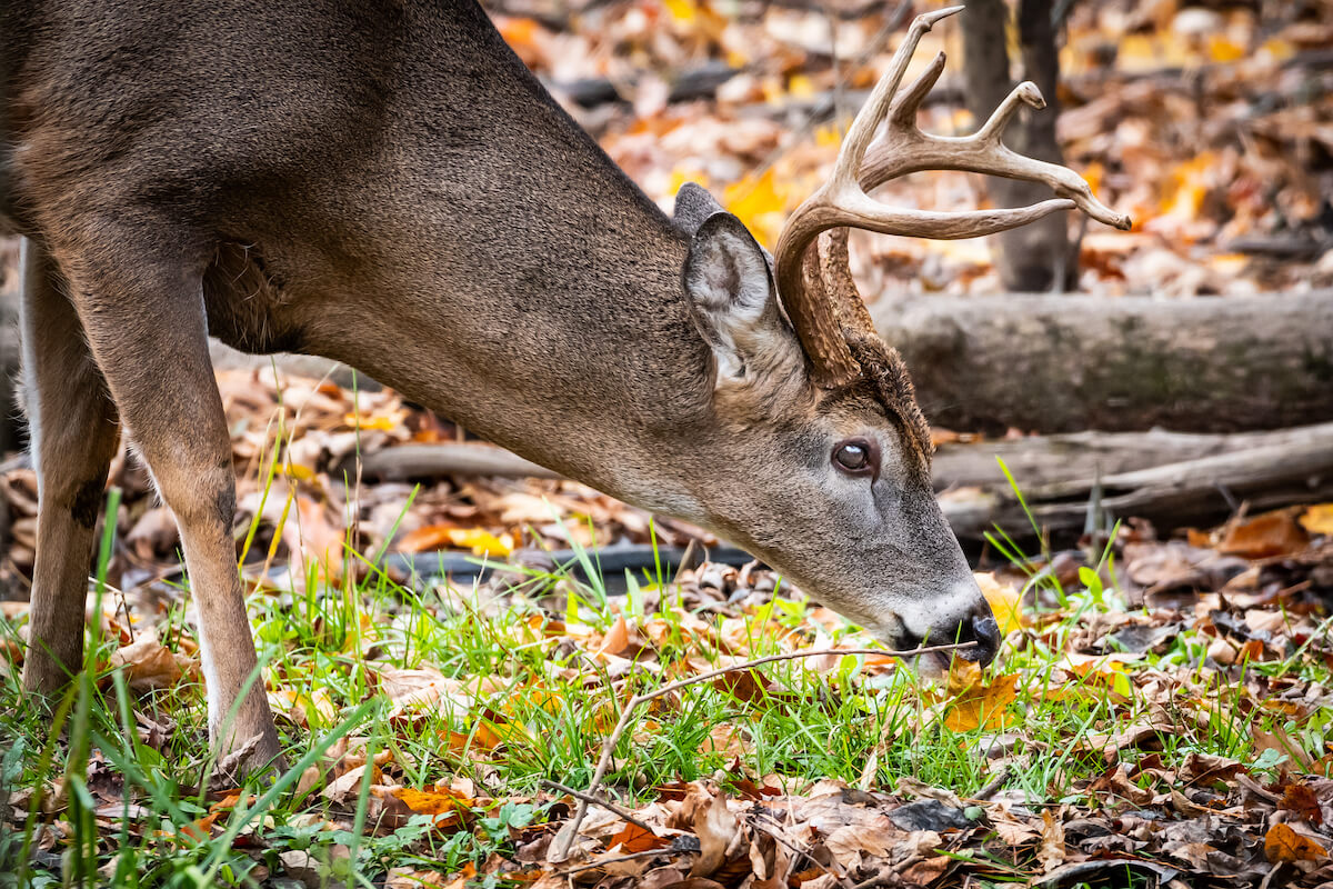 Alabama State Park Deer Hunting?