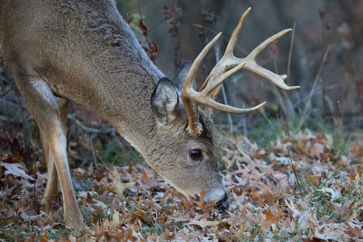Hunt the Kitchen to Tag a Late-Season Buck
