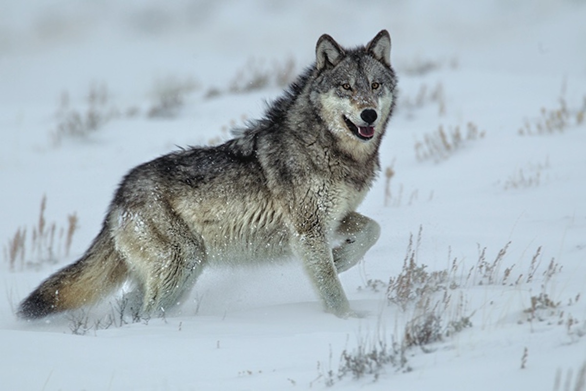 SCI Vows to Fight Wolf Ruling