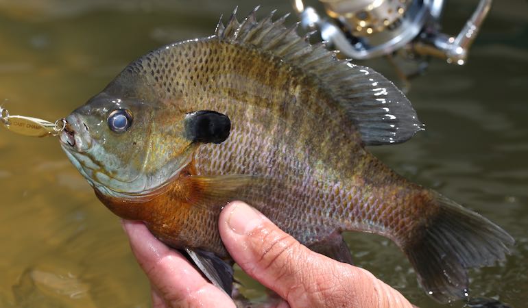 Seven Great Alabama Fishing Destinations - Game & Fish