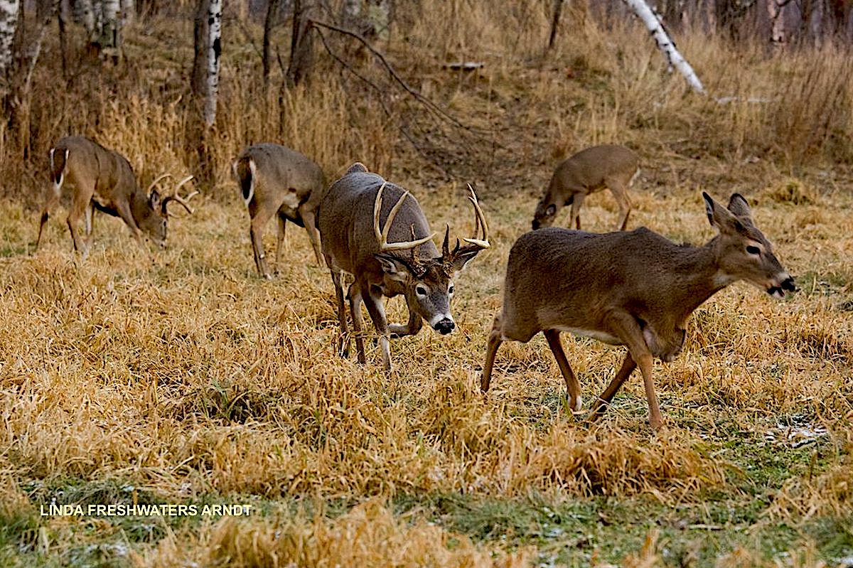 Regional Rut Update: Bucks Chasing Does! New Reports on Whitetail Hunting Near You