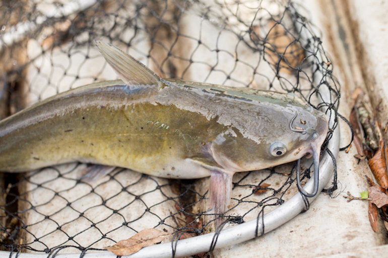Catch River Channel Catfish Now