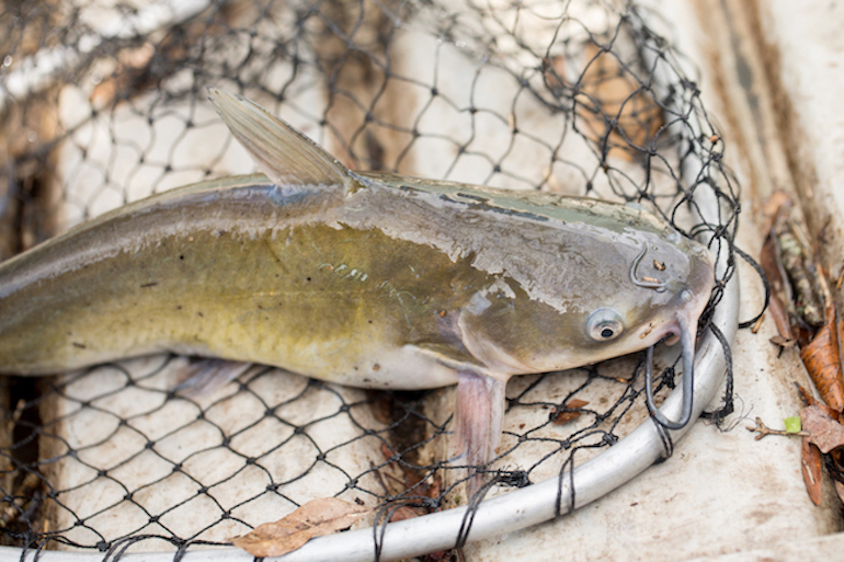 FOX 12 Oregon - Angler hooks 'monster' 9-foot-long catfish