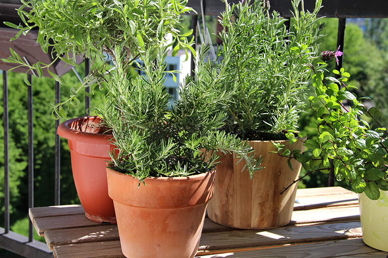 Rosemary, mint, and other herbs.