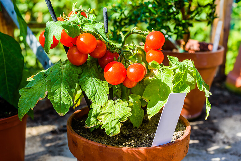 Ripe cherry tomatoes in a pot.