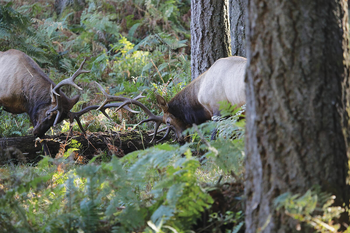 Get Aggressive for Roosevelt Elk