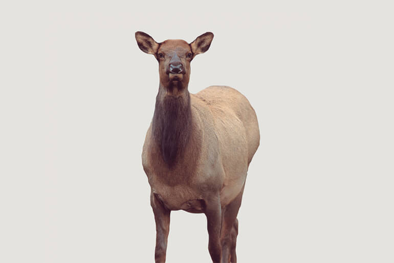 Get Aggressive for Roosevelt Elk