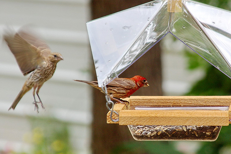 How to Attract More Birds Around Your Home