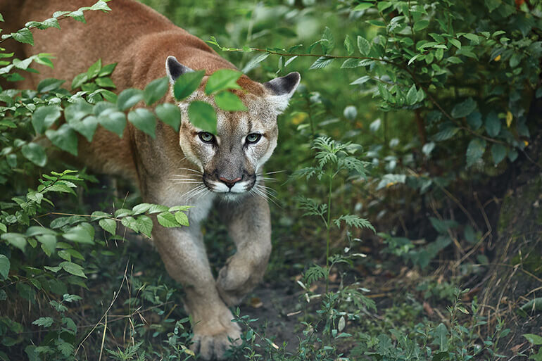 Cougar Numbers Increasing in the Midwest?