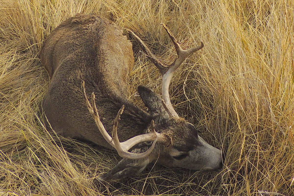 5 Tips to Bag a Big Mule Deer Buck in the Dry Country