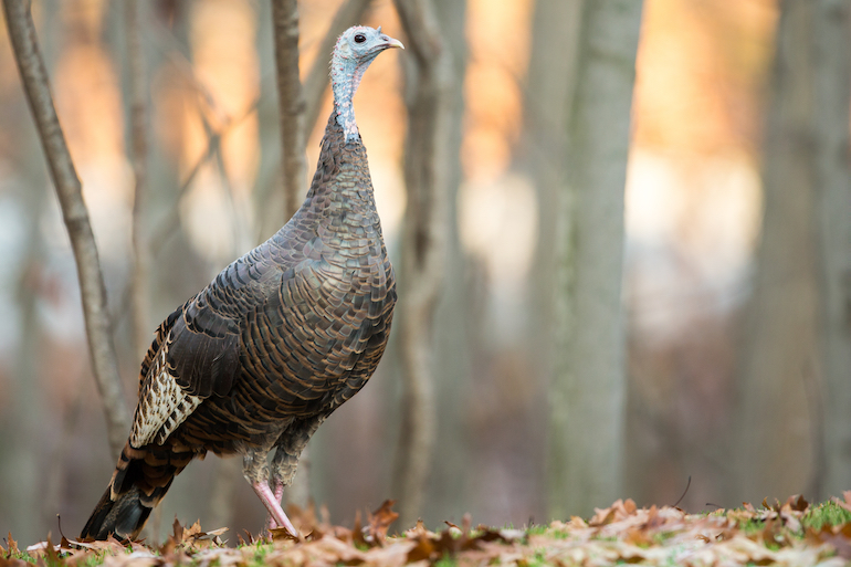 Tools for Toms: New Turkey Hunting Gear