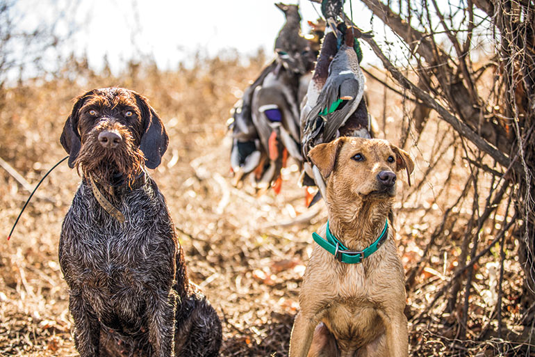 https://content.osgnetworks.tv/gundog/content/photos/2-dogs-mallard-drakes-hanging.jpg