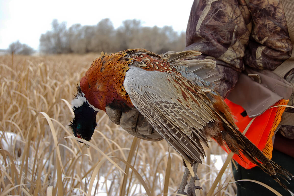 2022 2023 Pheasant Hunting Season Forecast Gun Dog   2022 2023 Pheasant Hunting Season Forecast 1200x800 2 