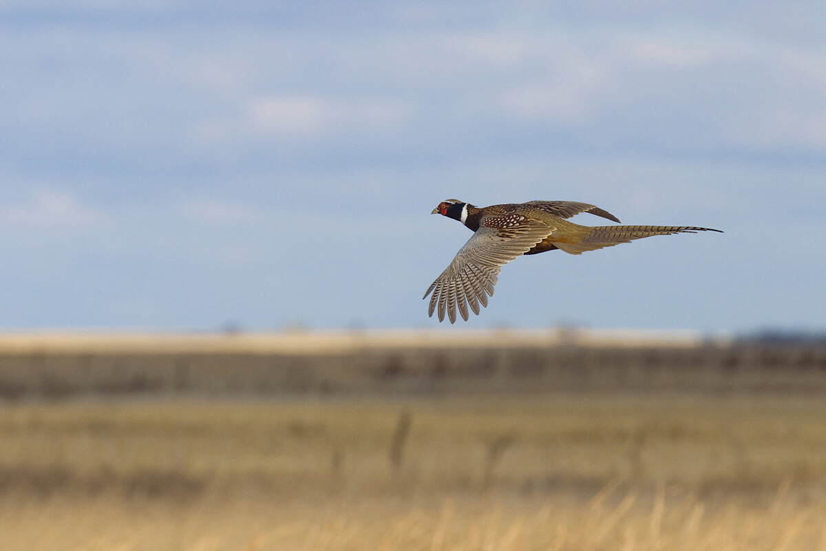 2022-2023 Pheasant Hunting Season Forecast