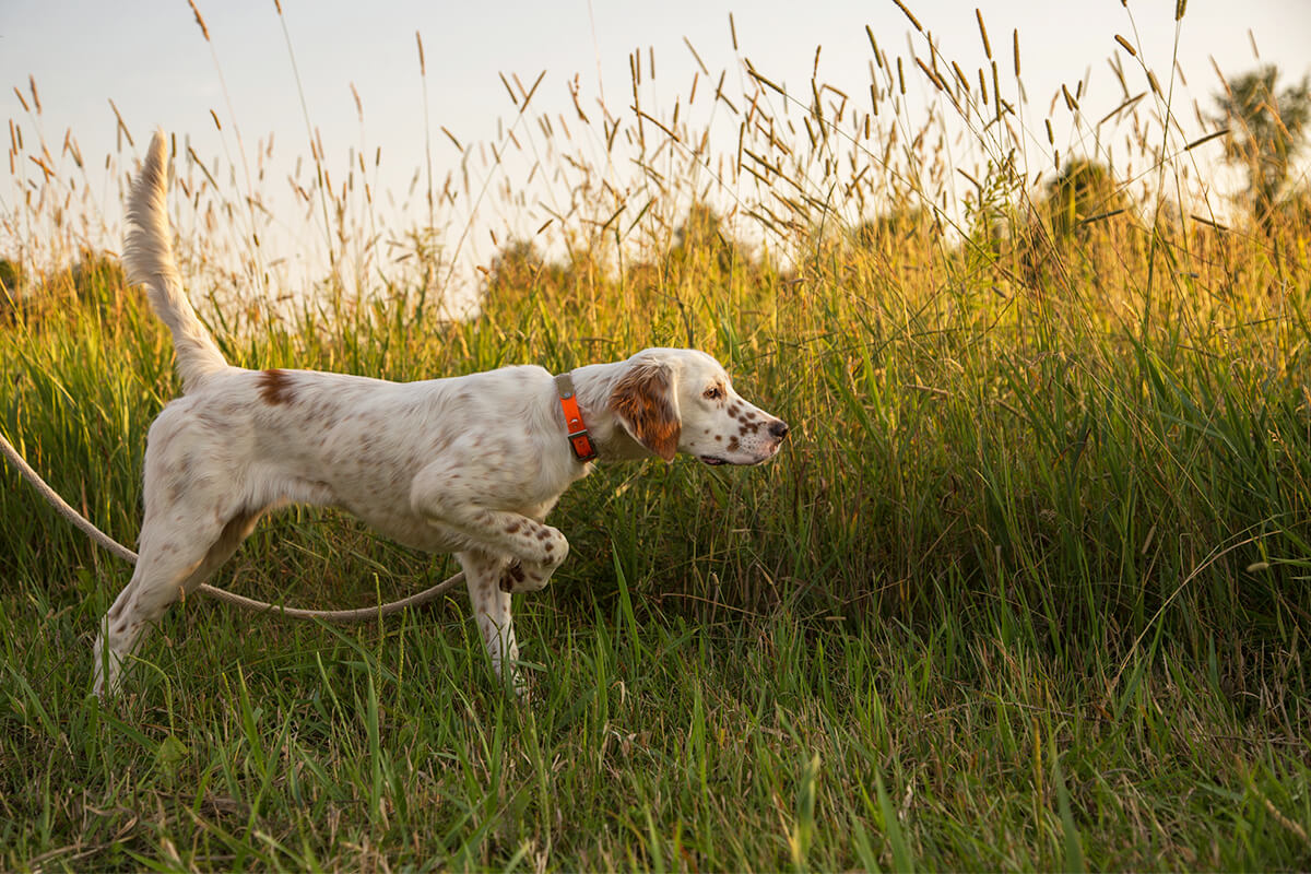 4 Keys to Building a Balanced Bird Dog - Gun Dog