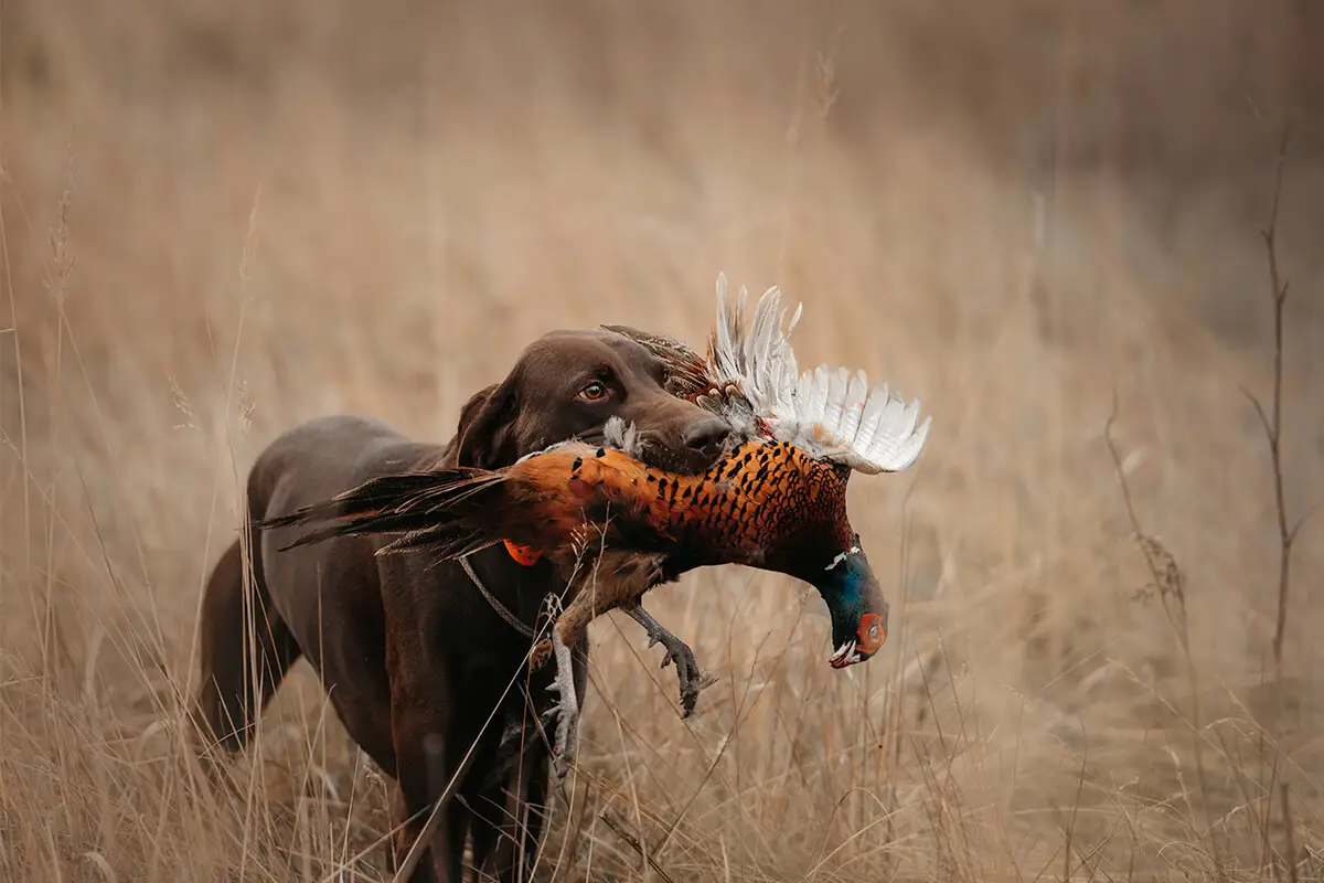 what does it mean to bird dog something