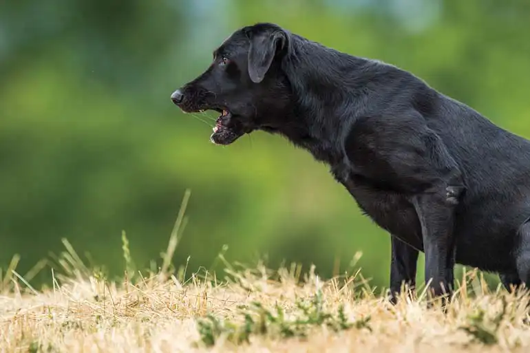 when do labrador puppies start barking