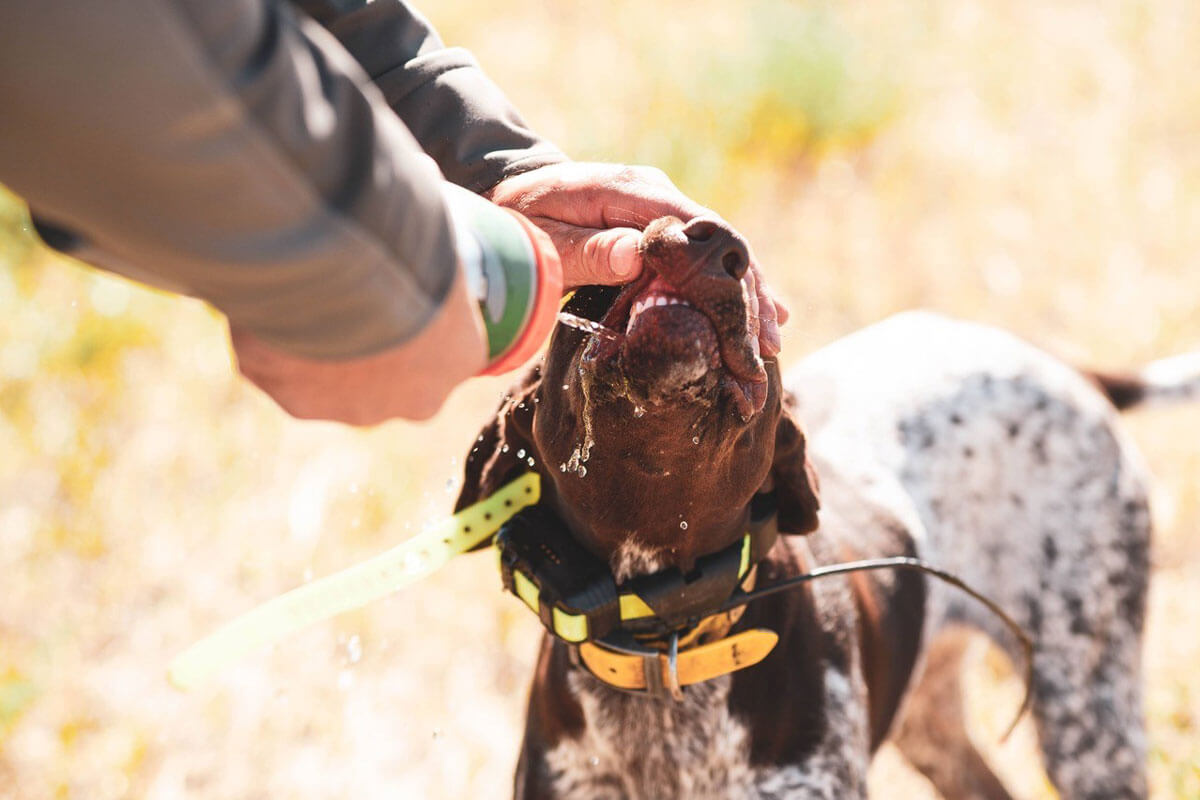 How Much Water Does My Hunting Dog Need?