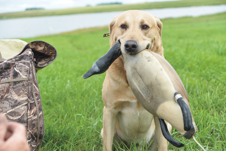 Goose sales hunting dogs