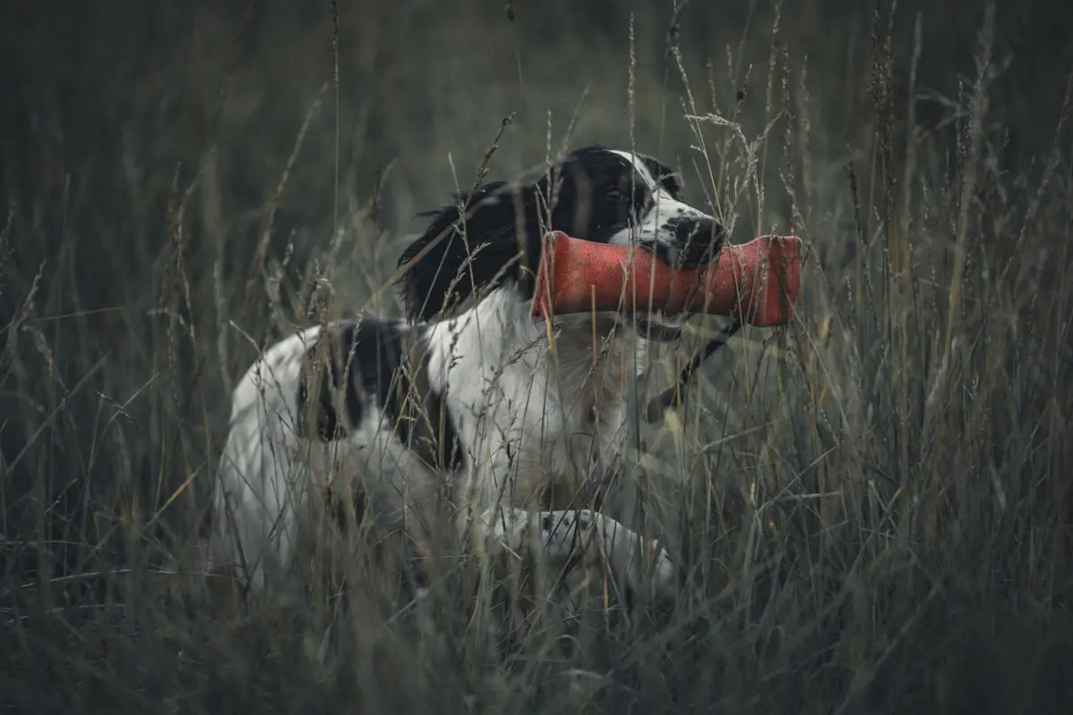 Teach your dog a reliable RECALL using Cato Boards! 