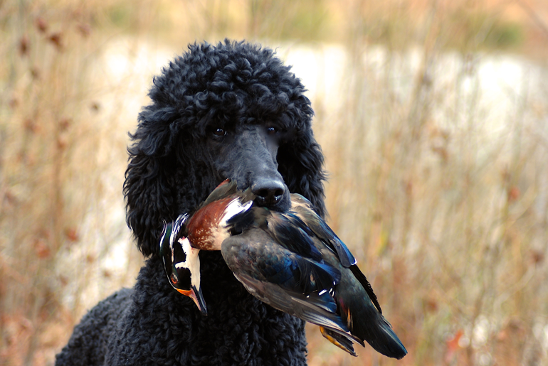 is standard poodle a hunting dog? 2