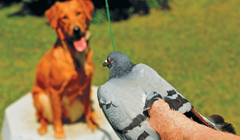 Use Real Birds to Complete Summer Dog Training