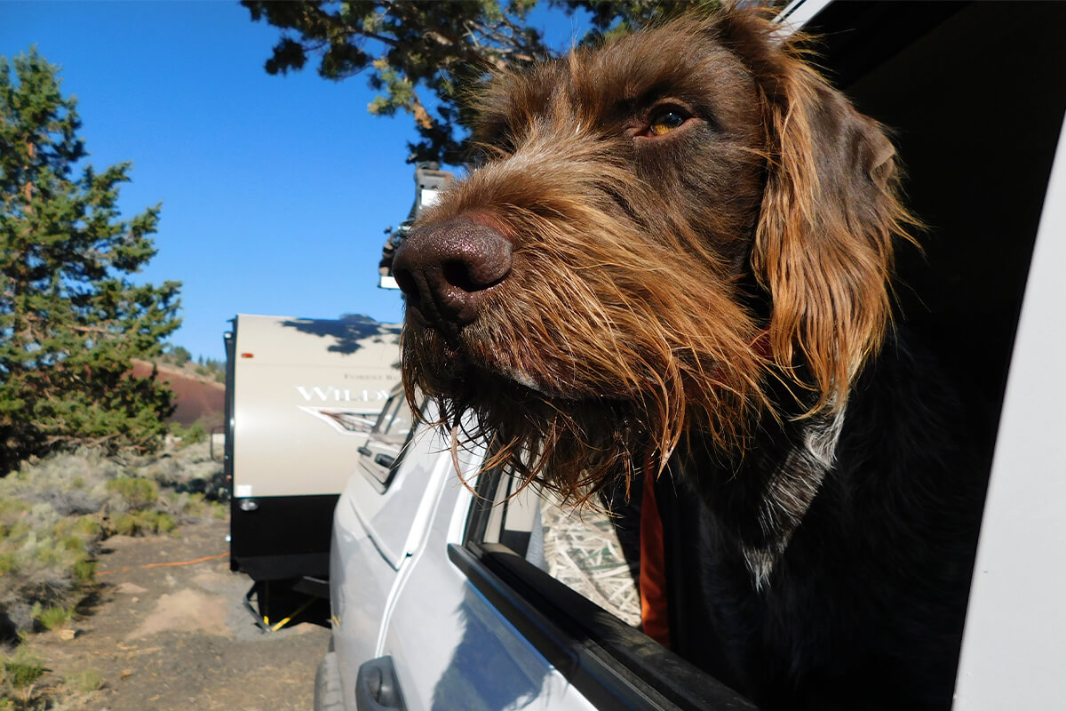 german wirehaired pointer head out of truck window