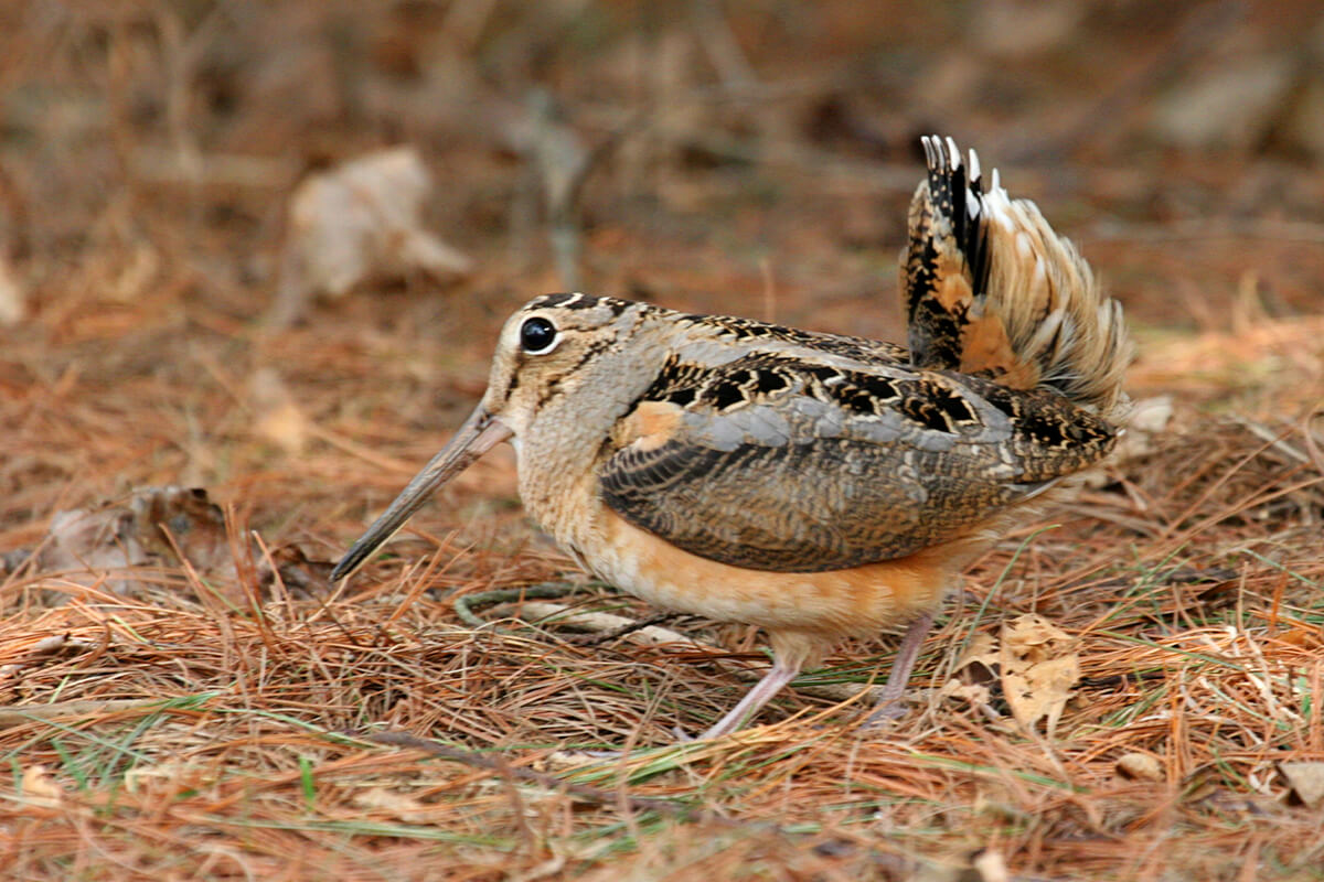 american woodcock