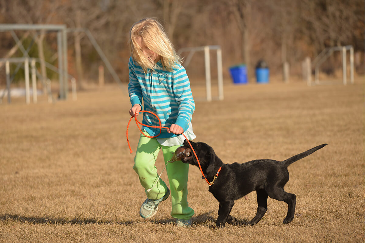 how to avoid common puppy injuries and accidents